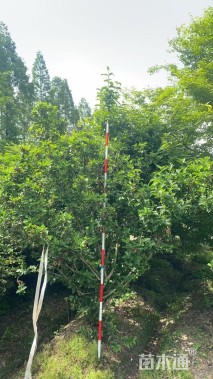 高度300厘米中华木绣球