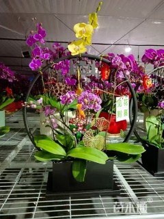 高度80厘米蝴蝶兰