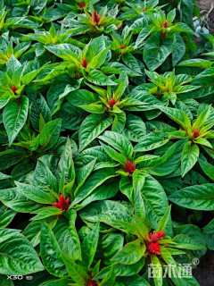 高度20厘米鸡冠花