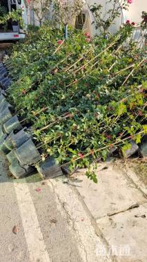 190厘米藤本月季