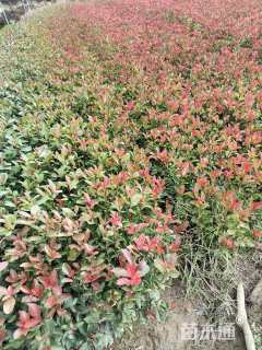 0.1公分红叶石楠