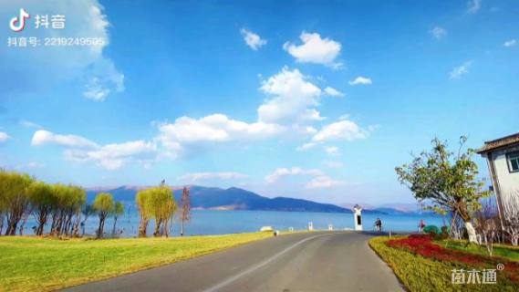 20公分金叶银杏