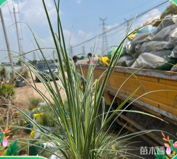高度36厘米金叶苔草