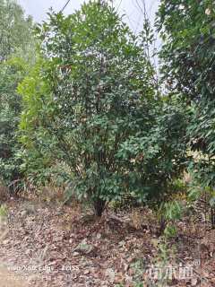 高度400厘米丛生红叶石楠