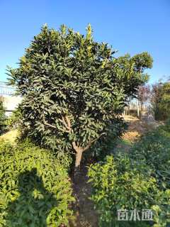 高度500厘米中华石楠