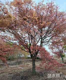 21公分日本红枫	
