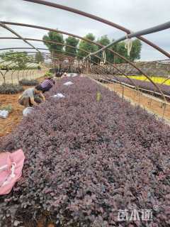 高度30厘米红花继木