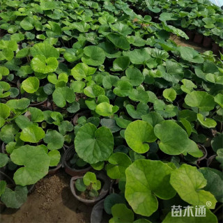 高度20厘米大吴风草