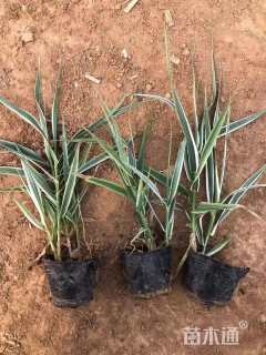 高度30厘米花叶芦竹