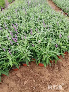 高度25厘米墨西哥鼠尾草