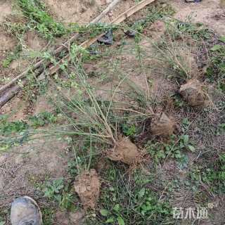 高度60厘米迎春花