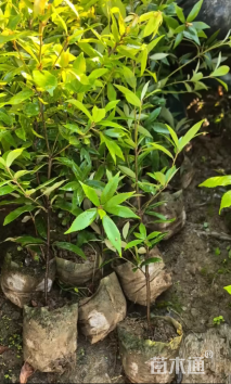 高度60厘米赤皮青冈