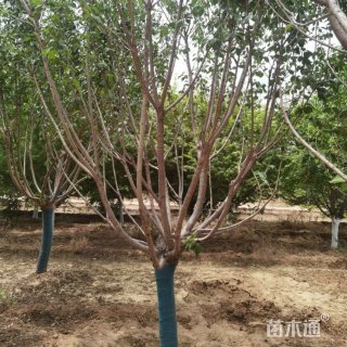 21公分日本晚樱