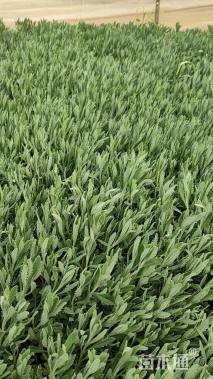 高度20厘米薰衣草