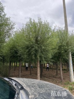 12公分馒头柳