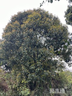 5公分金桂