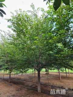 12公分染井吉野樱