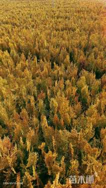 高度35厘米洒金柏