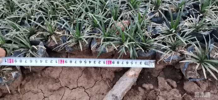 高度10厘米矮小沿阶草