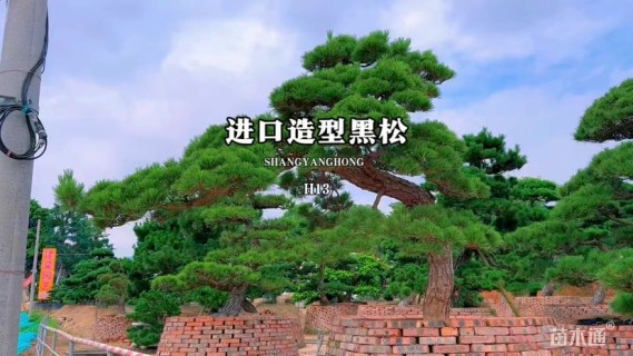 高度100厘米黑松