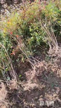 高度50厘米南天竹