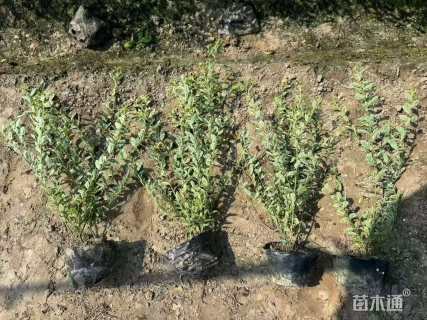 高度35厘米银姬小蜡