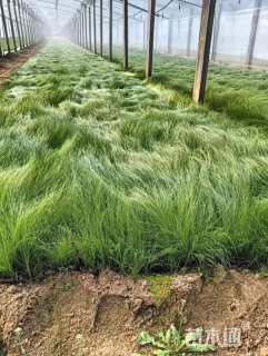 高度50厘米细叶针芒