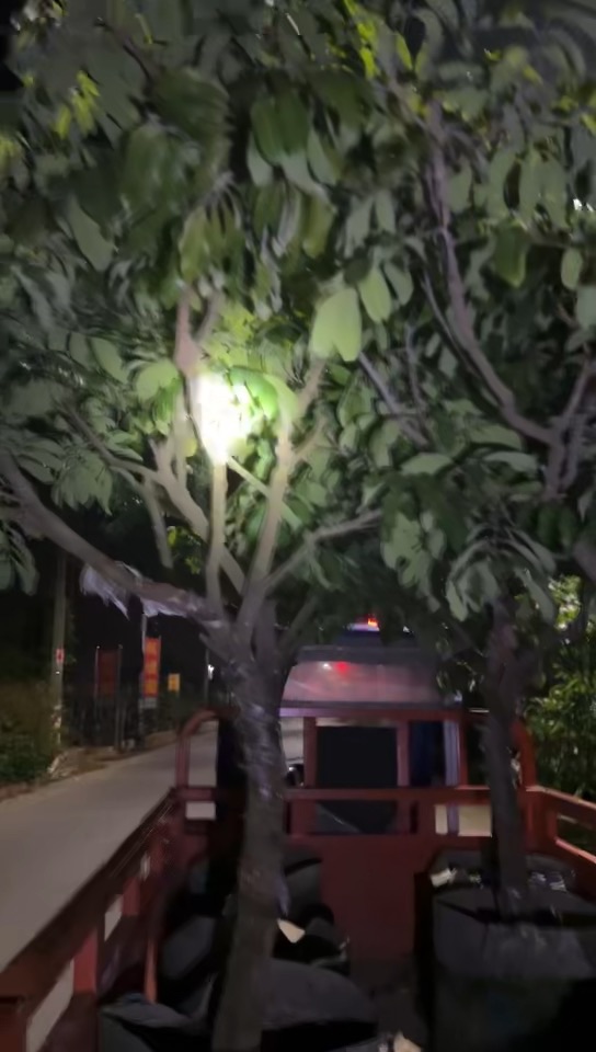 8公分龙眼树