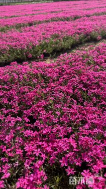 高度10厘米丛生福禄考