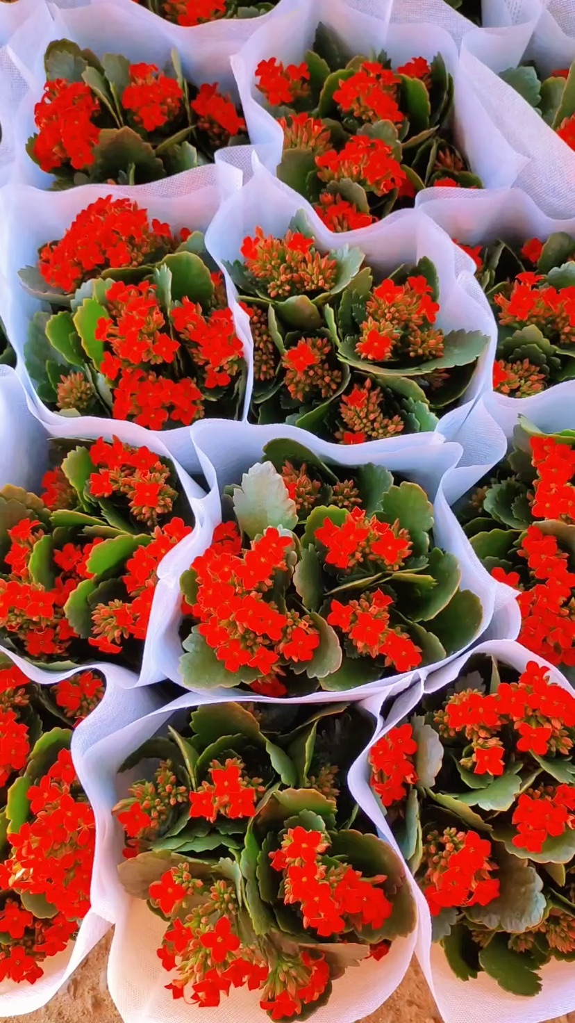 高度25厘米长寿花