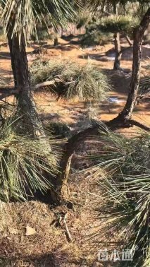 高度400厘米黑松