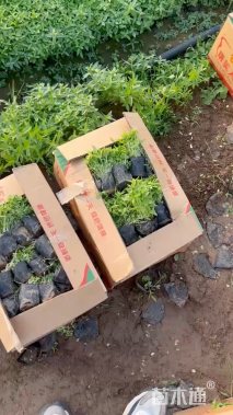 高度12厘米千屈菜