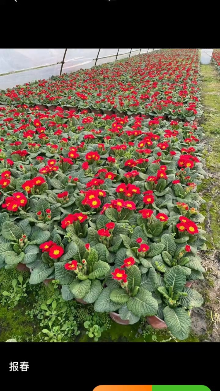 高度8厘米报春花