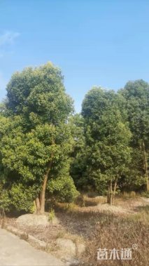 35公分(3杆)丛生香樟