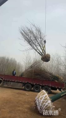 高度600厘米丛生五角枫