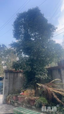 高度680厘米金弹子