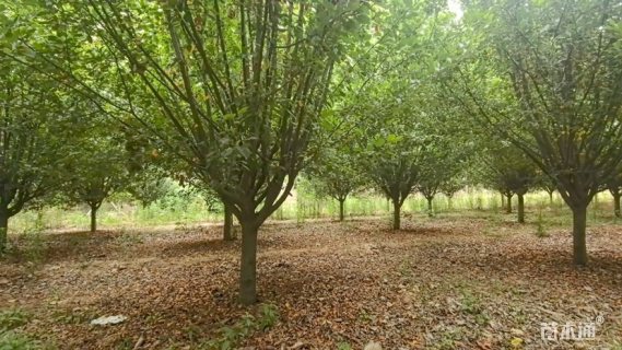 高度450厘米红珠宝海棠