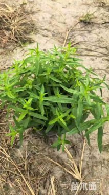 高度15厘米千屈菜