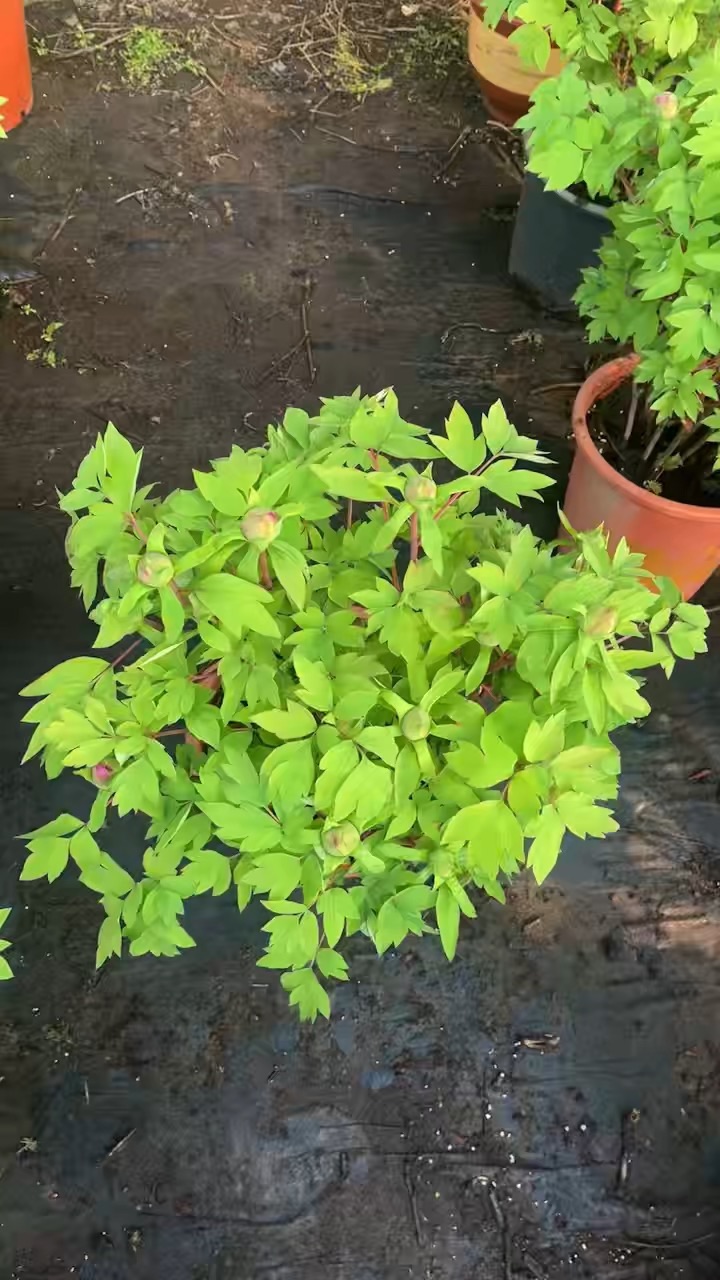 高度45厘米牡丹