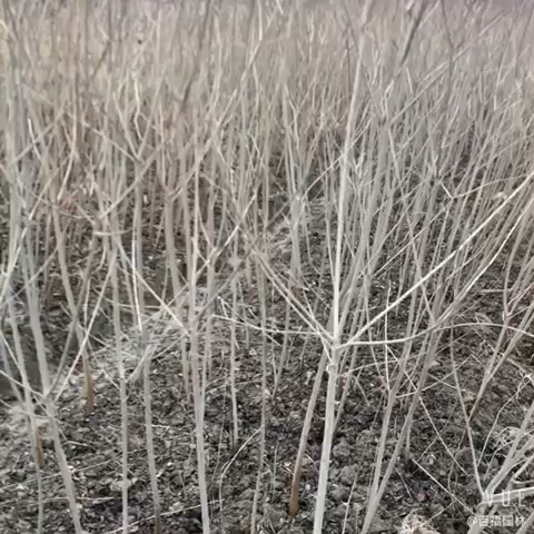 高度120厘米乌桕小苗