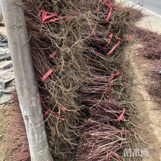 高度25厘米四季玫瑰