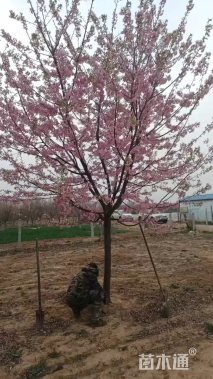 10公分红粉佳人樱