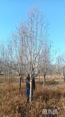 12公分娇红一号