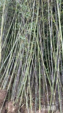 地栽苗斑竹