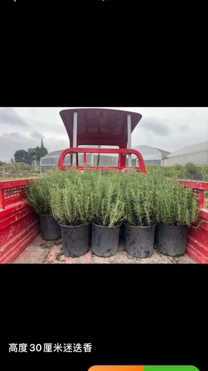 高度30厘米迷迭香