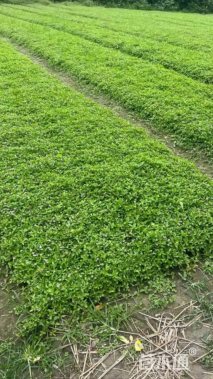 高度10厘米姬岩垂草