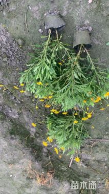 高度20厘米木春菊