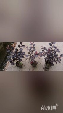 高度25厘米红花继木