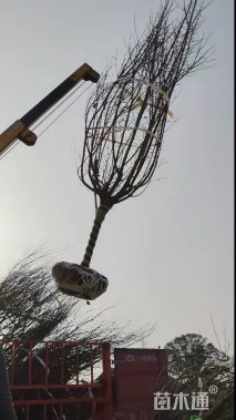8公分红梅