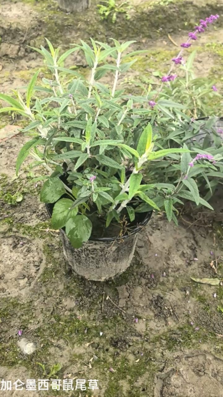 高度25厘米墨西哥鼠尾草